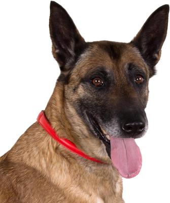 Show full view: CollarDirect Rolled Leather Dog Collar, Red, Large: 14 to 16-in neck, 1/2-in wide slide 4 of 6