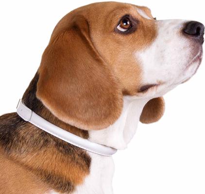 Show full view: CollarDirect Rolled Leather Dog Collar, White, Small: 9 to 11-in neck, 3/8-in wide slide 3 of 5