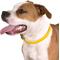 Show in main carousel: CollarDirect Rolled Leather Dog Collar, Yellow, Small: 9 to 11-in neck, 3/8-in wide slide 3 of 5