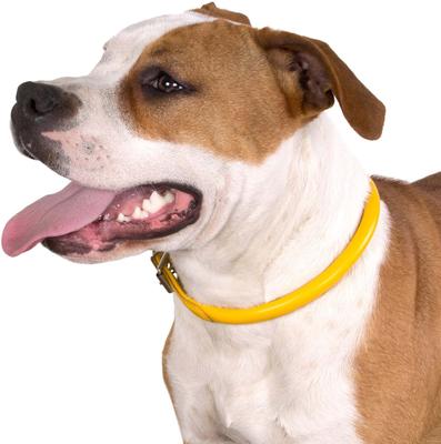Show full view: CollarDirect Rolled Leather Dog Collar, Yellow, Small: 9 to 11-in neck, 3/8-in wide slide 3 of 5