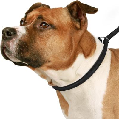 Show full view: CollarDirect Rolled Leather Dog Slip Lead, Black, Medium: 6-ft long, 5/16-in wide slide 4 of 4