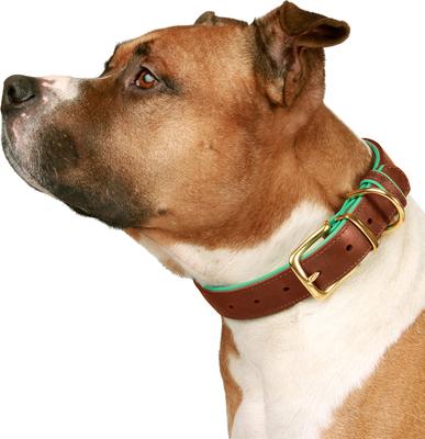 Show full view: CollarDirect Soft Padded Leather Dog Collar, Mint Green, Small slide 3 of 4