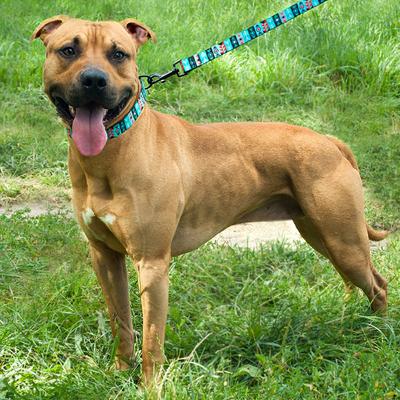 Show full view: CollarDirect Tribal Aztec Nylon Dog Collar, Pattern 1, X-Large: 17 to 26-in neck, 1-in wide slide 5 of 10