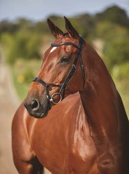 Collegiate Comfitec Training Horse Bridle, Black, Cob slide 1 of 2