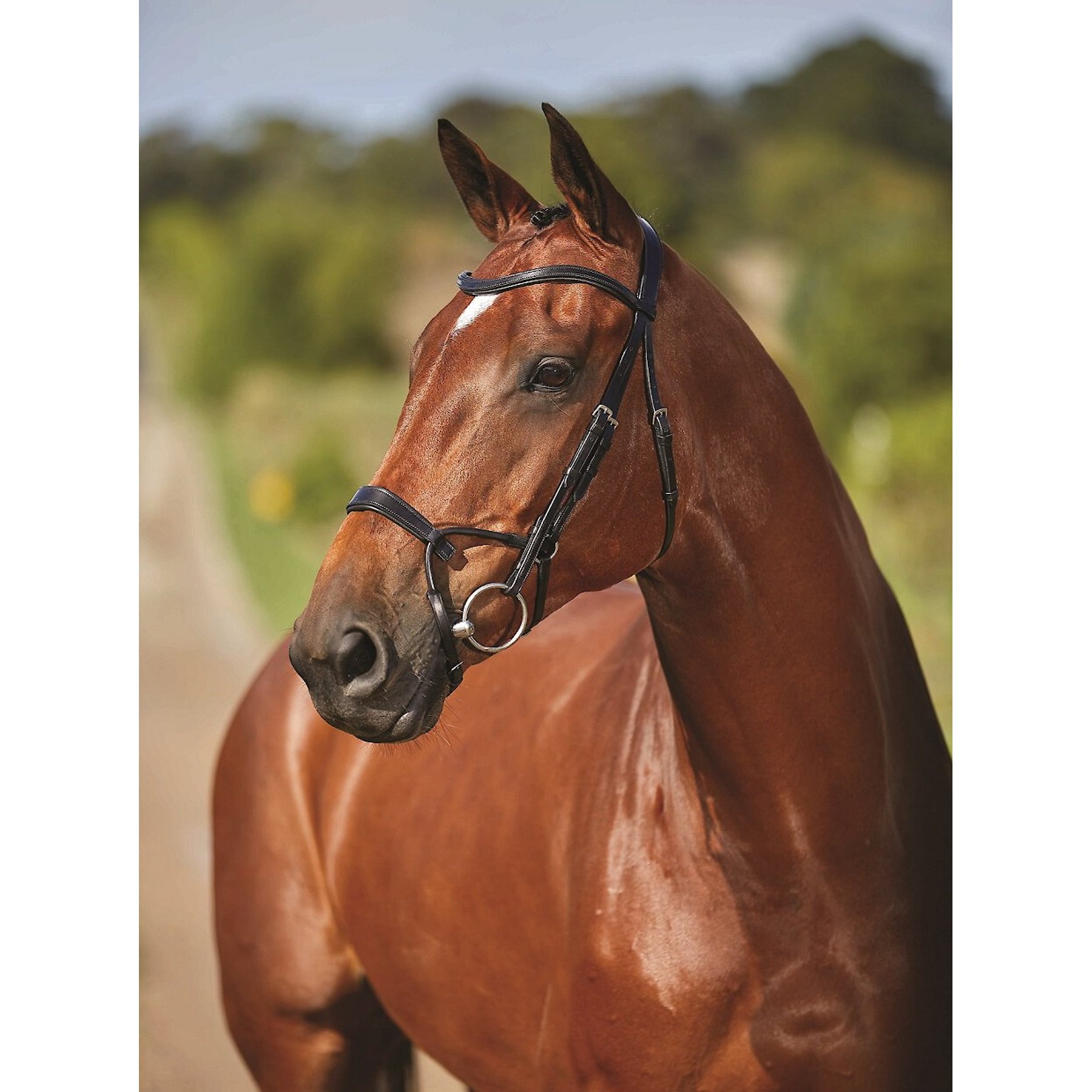 Collegiate Comfitec Training Horse Bridle, Black, Cob