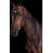 Show in main carousel: Collegiate Comfitec Training Horse Bridle, Brown, Full slide 1 of 2
