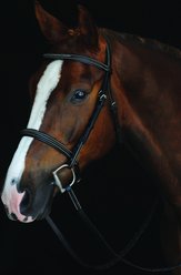 Collegiate Comfort Crown Fancy Stitched Raised Cavesson Bridle, Pony