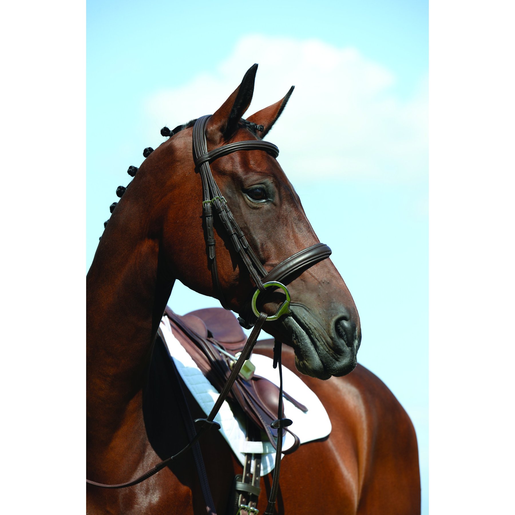 Collegiate Syntovia+ Padded Raised Cavesson Horse Bridle, Pony