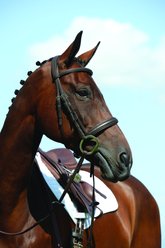 Collegiate Syntovia+ Padded Raised Cavesson Horse Bridle, Warmblood
