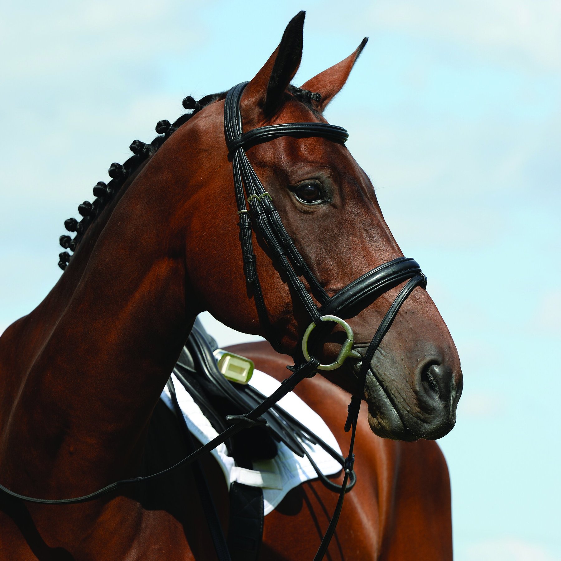 Collegiate Syntovia+ Padded Raised Flash Horse Bridle, Pony