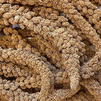 Show full view: Colorful Companions Millet Sprays Bird Food, 25-lb box slide 3 of 7