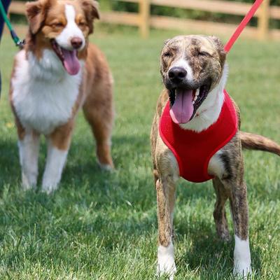 Show full view: Comfort Soft Back Clip Dog Harness, Bright Pink, Small: 19 to 23-in chest slide 5 of 8