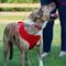 Show in main carousel: Comfort Soft Back Clip Dog Harness, Red, X-Small: 16 to 19-in chest slide 5 of 8