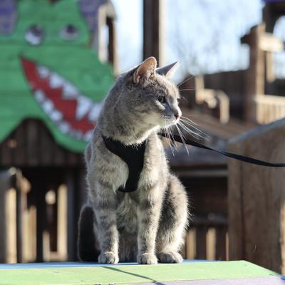 Show full view: Comfort Soft Mesh Cat Harness, Black, 11 to 14-in chest slide 6 of 11