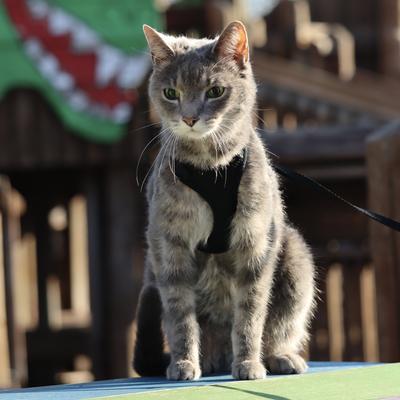 Show full view: Comfort Soft Mesh Cat Harness, Black, 11 to 14-in chest slide 7 of 11