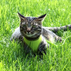Comfort Soft Mesh Cat Harness & Leash, Lime, 11 to 14-in chest slide 2 of 4