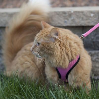 Show full view: Comfort Soft Mesh Cat Harness & Leash, Pink Bright, 11 to 14-in chest slide 3 of 7