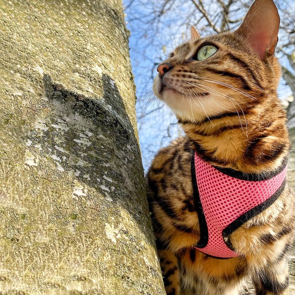 Show full view: Comfort Soft Mesh Cat Harness & Leash, Pink Bright, 11 to 14-in chest slide 3 of 6