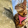 Show in main carousel: Comfort Soft Mesh Cat Harness & Leash, Pink Bright, 11 to 14-in chest slide 3 of 6