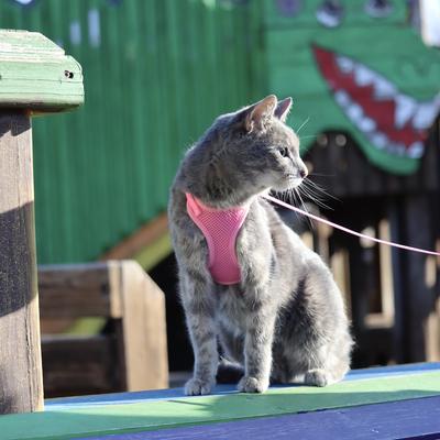 Show full view: Comfort Soft Mesh Cat Harness, Pink, 11 to 14-in chest slide 3 of 11