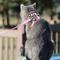 Show in main carousel: Comfort Soft Mesh Cat Harness, Pink, 11 to 14-in chest slide 4 of 11