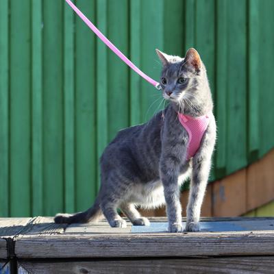 Show full view: Comfort Soft Mesh Cat Harness, Pink, 11 to 14-in chest slide 5 of 11