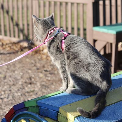 Show full view: Comfort Soft Mesh Cat Harness, Pink, 11 to 14-in chest slide 6 of 11