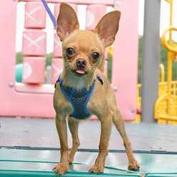 Comfort Soft Sport Wrap Back Clip Dog Harness, Grey & Pink, Small: 19 to 23-in chest slide 2 of 4