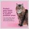 Show in main carousel: Comfort Zone Calming Pheromone Spray for Cats, 2-fl oz bottle slide 3 of 11