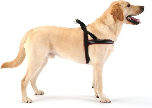 Show full view: ComfortFlex Fully Padded Non-Chafing Reflective Sport Dog Harness, Blue Jay, Small slide 4 of 6