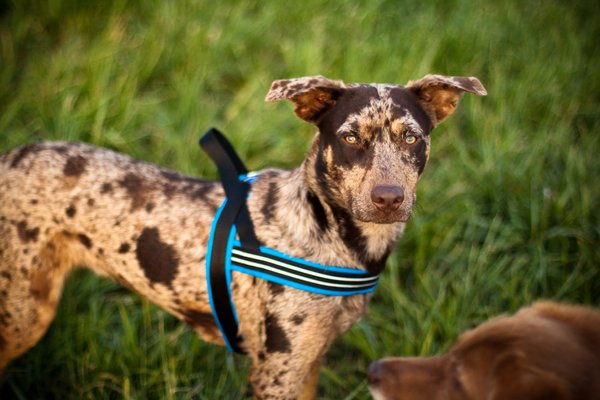 ComfortFlex Fully Padded Non-Chafing Reflective Sport Dog Harness