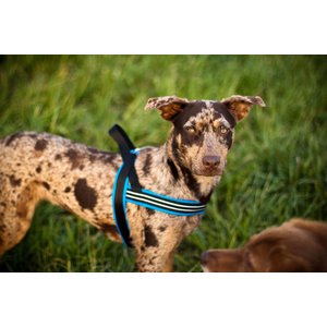 ComfortFlex Fully Padded Non-Chafing Reflective Sport Dog Harness, Purple, Medium/Large