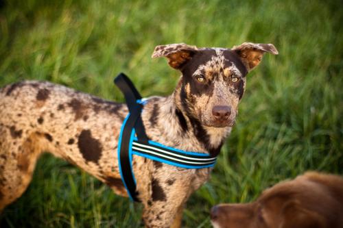 Show full view: ComfortFlex Fully Padded Non-Chafing Reflective Sport Dog Harness, Red, X-Small slide 4 of 7