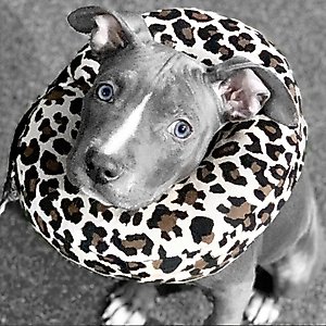COMFURT COLLAR Stuffed Not Inflatable Dog & Cat Recovery Collar, Cheetah, Large