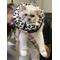 Show in main carousel: COMFURT COLLAR Stuffed Not Inflatable Dog & Cat Recovery Collar, Cheetah, Small slide 9 of 11