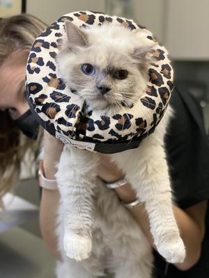 Show full view: COMFURT COLLAR Stuffed Not Inflatable Dog & Cat Recovery Collar, Cheetah, Small slide 9 of 11