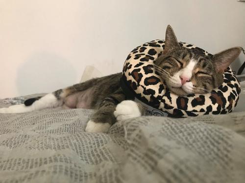 Show full view: COMFURT COLLAR Stuffed Not Inflatable Dog & Cat Recovery Collar, Cheetah, Small slide 10 of 11