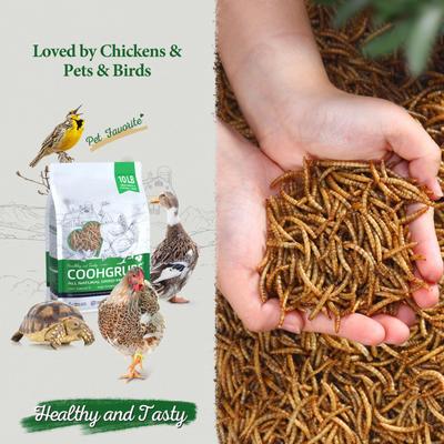 Show full view: COOHGRUBS Dried Mealworms Poultry & Bird Treats, 10-lb bag slide 2 of 10