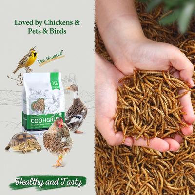 Show full view: COOHGRUBS Dried Mealworms Poultry & Bird Treats, 2-lb bag slide 2 of 10