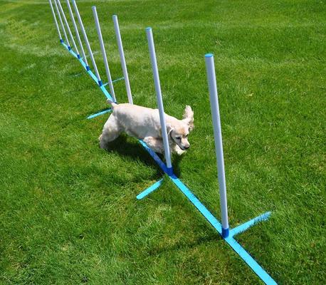 Show full view: Cool Runners Agility Dog Training Weave Poles slide 2 of 5