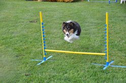 Cool Runners Agility PVA Dog Training Pedestal Jump slide 2 of 3
