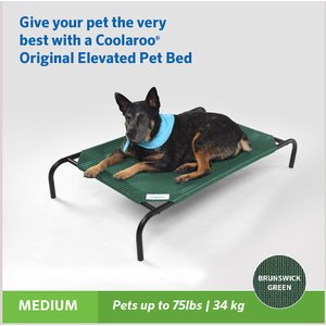 Coolaroo Steel-Framed Elevated Dog Bed, Brunswick Green, Medium