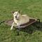 Show in main carousel: Coolaroo Steel-Framed Elevated Dog Bed, Nutmeg, Medium slide 1 of 10