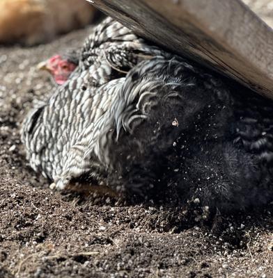 Show full view: Coop Care Chicken's Choice Natural Volcanic Ash Chicken Dust Bath, 6-lb bag slide 9 of 11