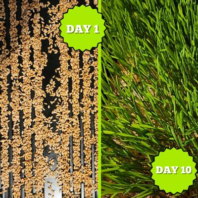 Show full view: Coop Care Healthy Greens Wheatgrass Fodder Chicken Feed, 16-oz pouch slide 3 of 10