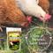 Show in main carousel: Coop Care Healthy Greens Wheatgrass Fodder Chicken Feed, 16-oz pouch slide 4 of 10