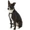 Show in main carousel: Copatchy No-Pull Reflective Adjustable Dog Harness, Black, Small slide 3 of 9