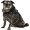 Show in main carousel: Copatchy No-Pull Reflective Adjustable Dog Harness, Blue, Medium slide 4 of 11