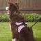 Show in main carousel: Copatchy No-Pull Reflective Adjustable Dog Harness, Pink, Large slide 6 of 10