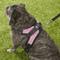 Show in main carousel: Copatchy No-Pull Reflective Adjustable Dog Harness, Pink, Medium slide 6 of 10